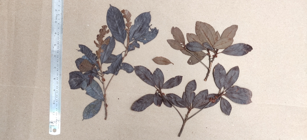 Isonandra perrottetiana (Isonandra perrottetiana)
