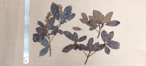 Isonandra perrottetiana (Isonandra perrottetiana)
