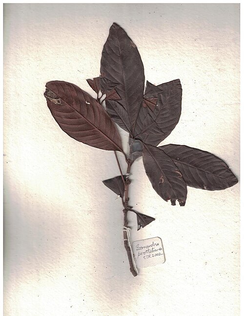 Isonandra perrottetiana: Herbarium scans from KMTR