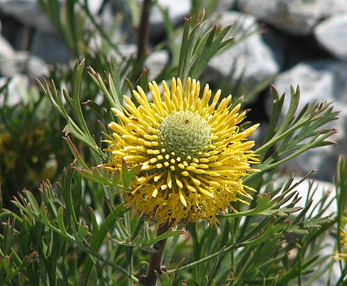 Isopogon anemonifolius: Isopogon anemonifolius , Royal Botanic Gardens Cranbourne, Victoria, Australia.