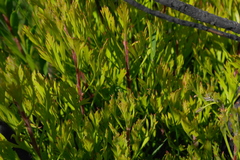 Isopogon anemonifolius (Isopogon anemonifolius)