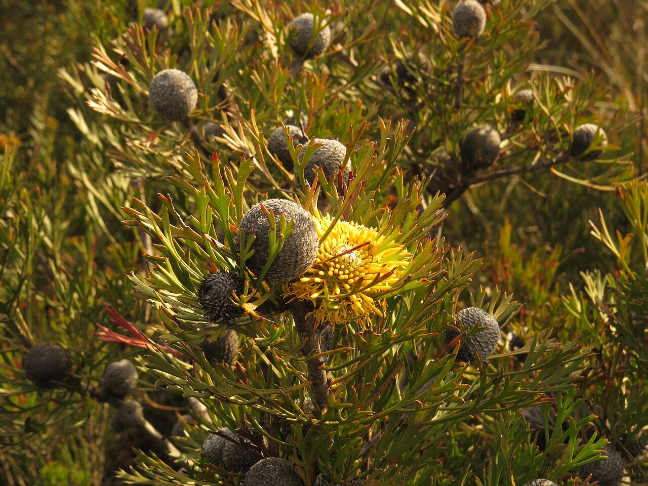 Isopogon anemonifolius: , Evans Lookout, Blackheath, NSW, 9 November 2014