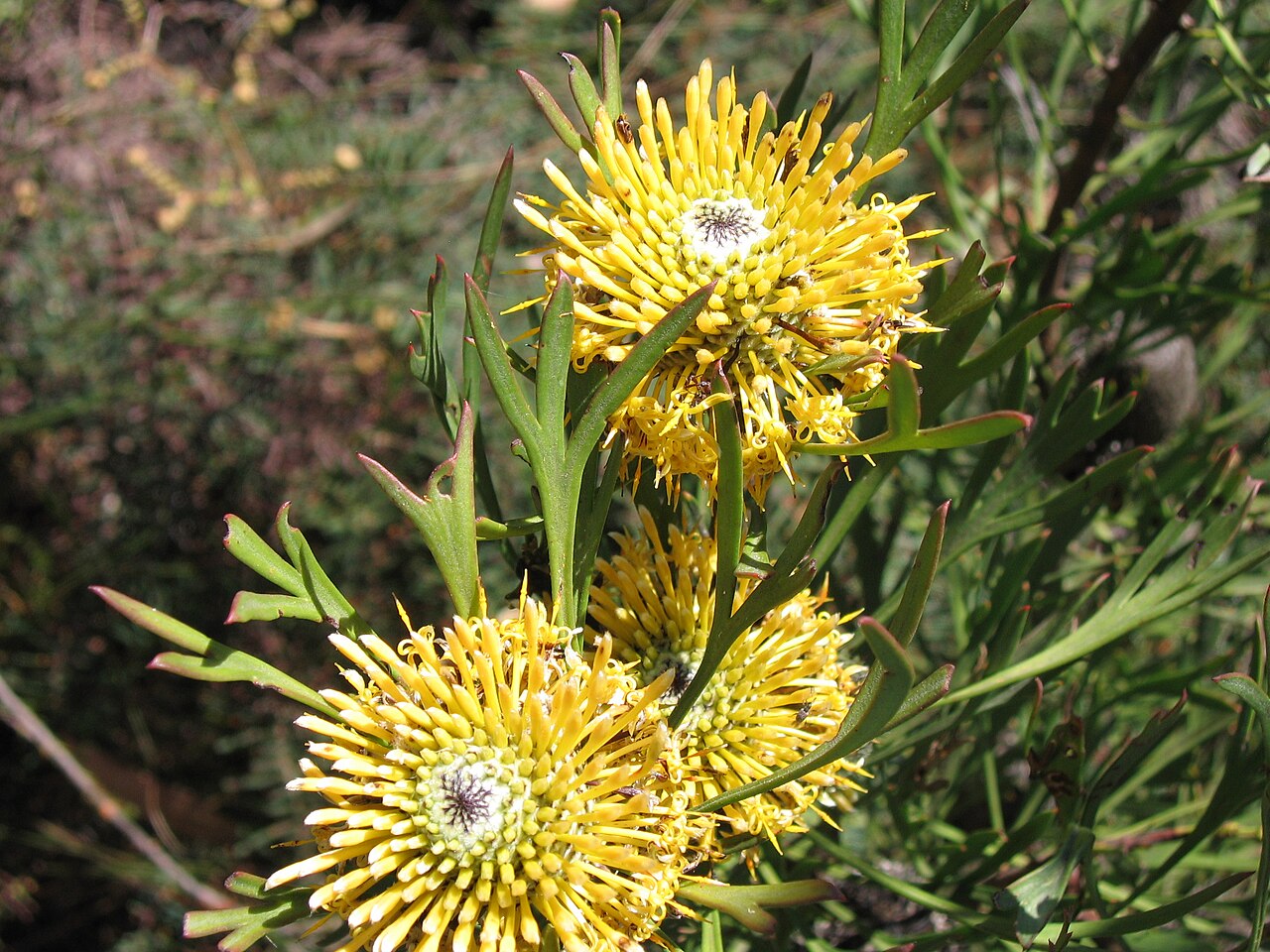 Isopogon anemonifolius: Isopogon anemonifolius Common Name: Broad-leaf Drumsticks. Barren Grounds Nature Reserve, New South Wales, Australia