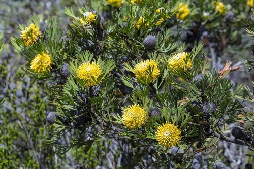 Isopogon anemonifolius (Isopogon anemonifolius)
