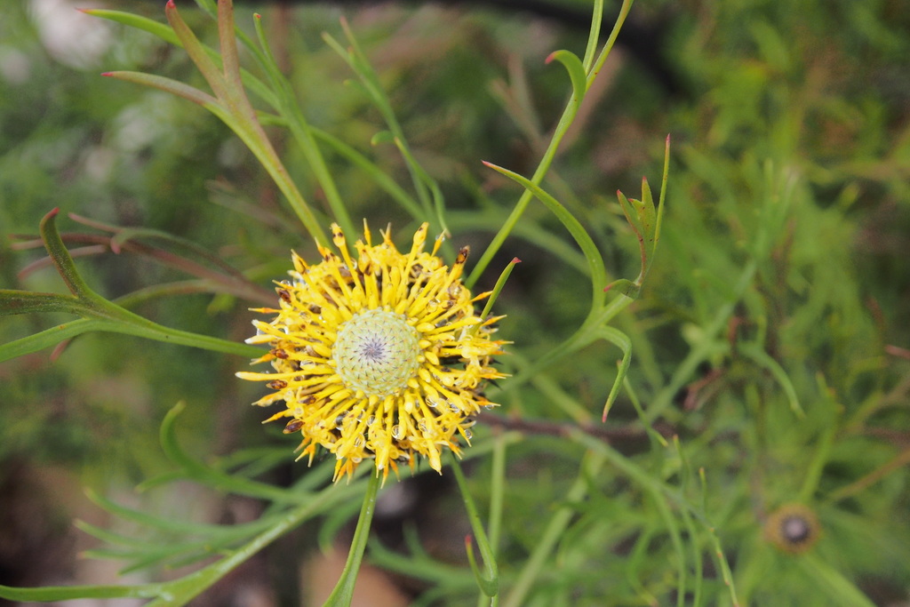 Isopogon anemonifolius (Isopogon anemonifolius)