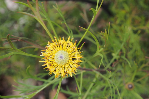 Isopogon anemonifolius (Isopogon anemonifolius)