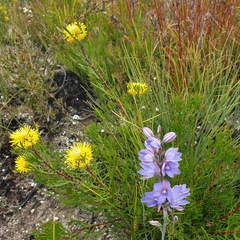 Isopogon anemonifolius (Isopogon anemonifolius)
