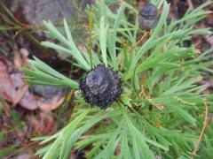 Isopogon anemonifolius (Isopogon anemonifolius)