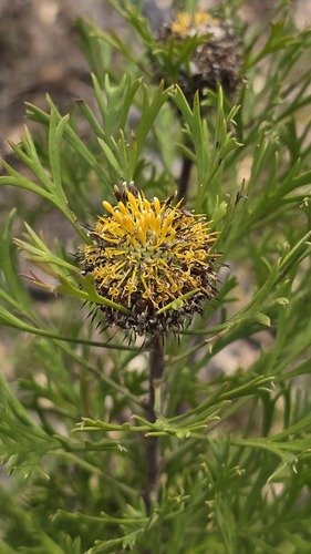 Isopogon anemonifolius (Isopogon anemonifolius)
