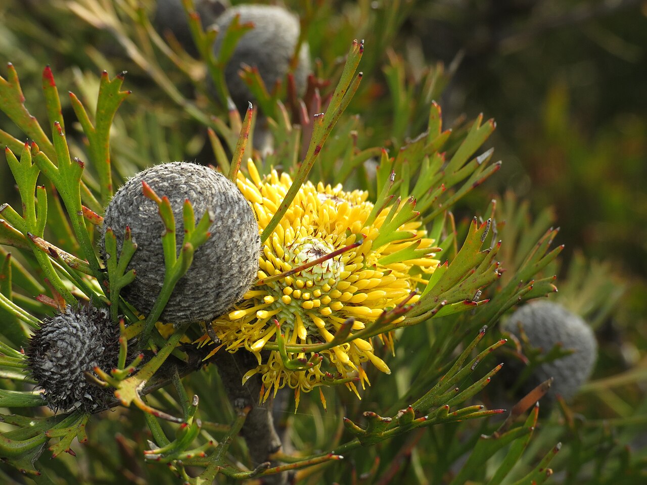 Isopogon anemonifolius: , Evans Lookout, Blackheath, NSW, 9 November 2014