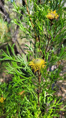 Isopogon anemonifolius (Isopogon anemonifolius)