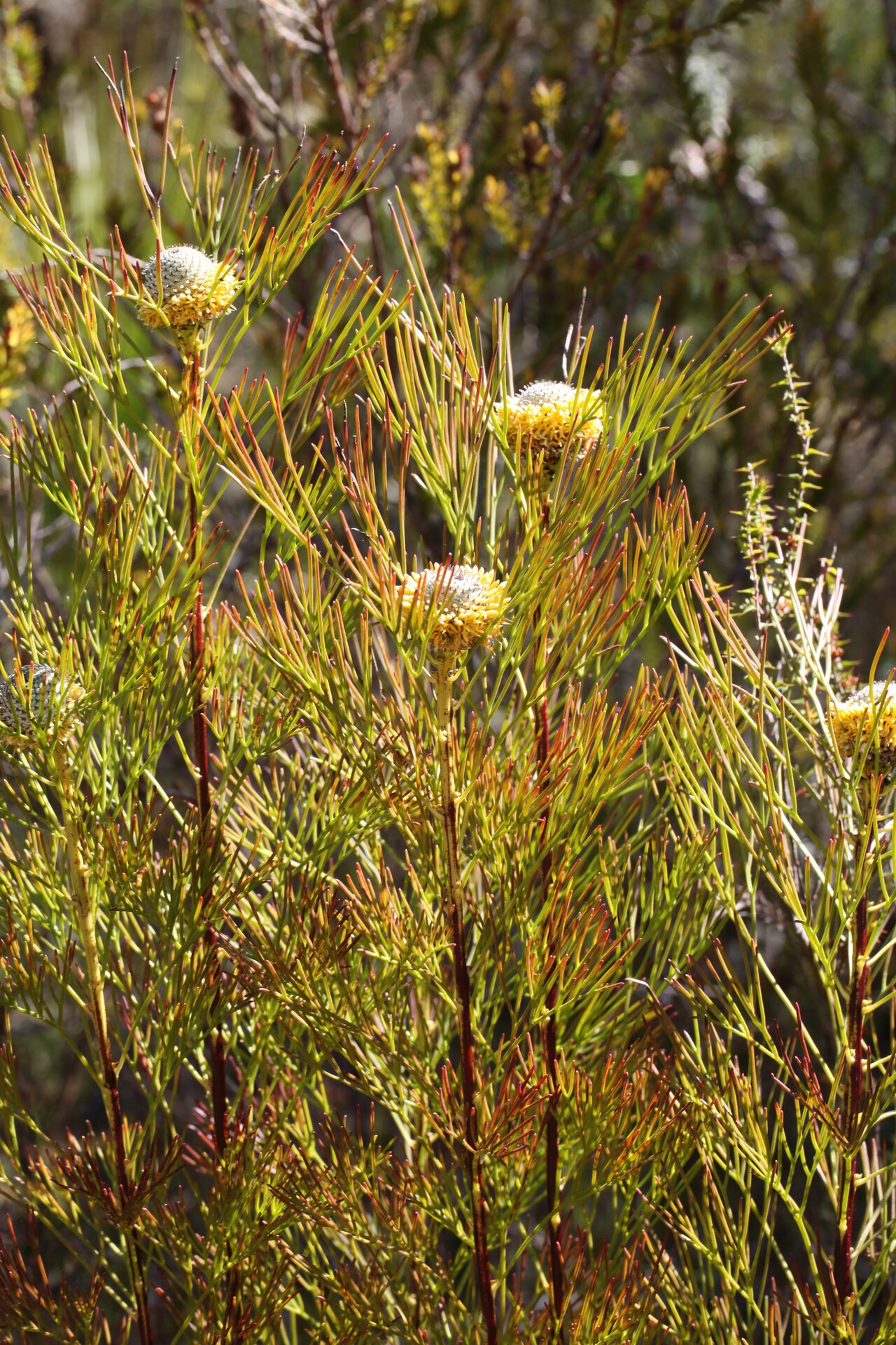 Narrow-leaf drumsticks: Isopogon anethifolius at Muogamarra Reserve, part of Ku-ring-ai National Park north of Sydney