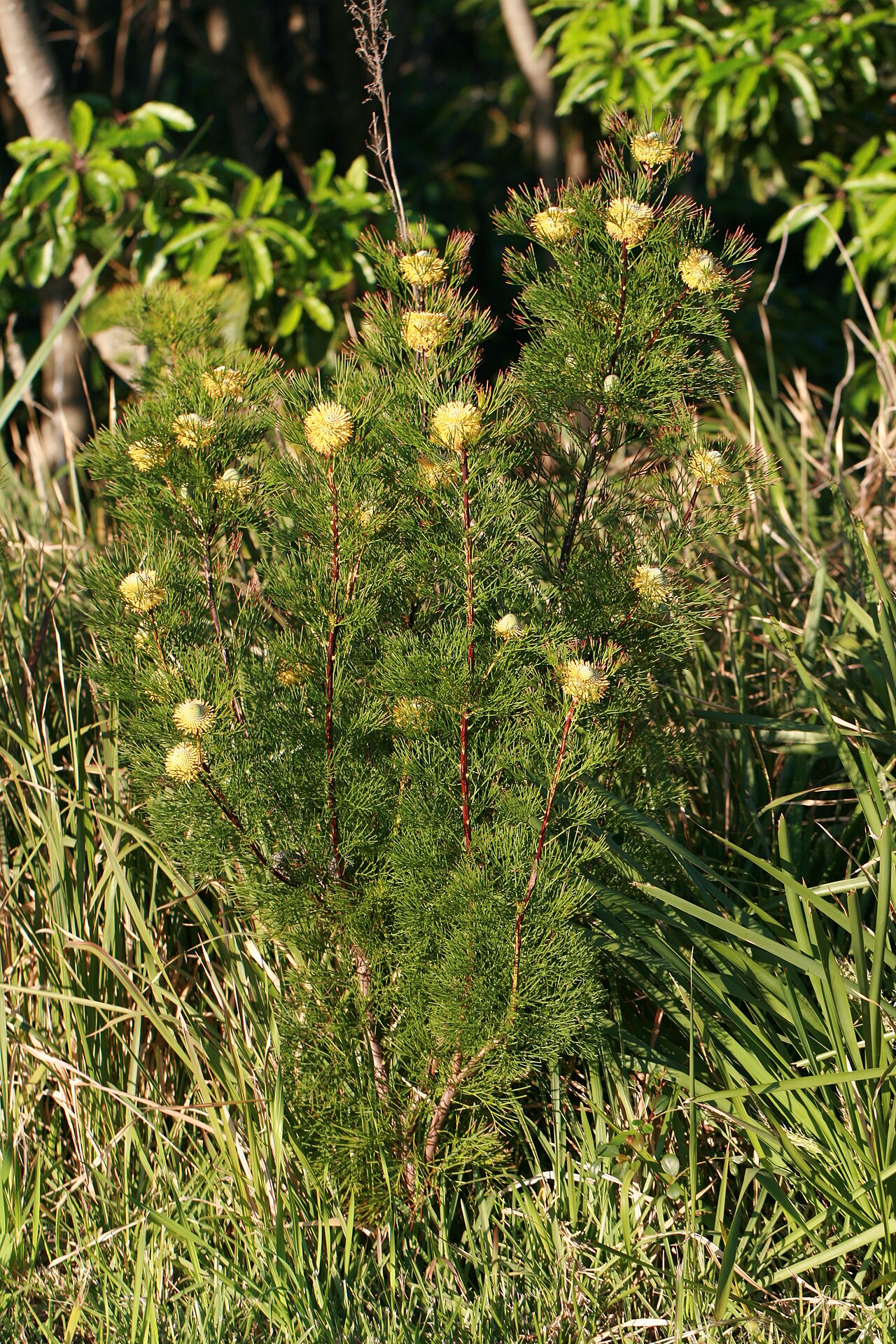Narrow-leaf drumsticks: Isopogon anethifolius bush on Middle Head, Mosman, New South Wales, Australia.
