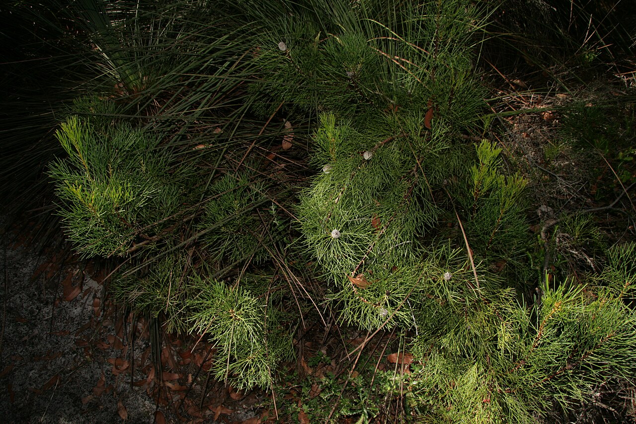 Narrow-leaf drumsticks: Isopogon anethifolius habit