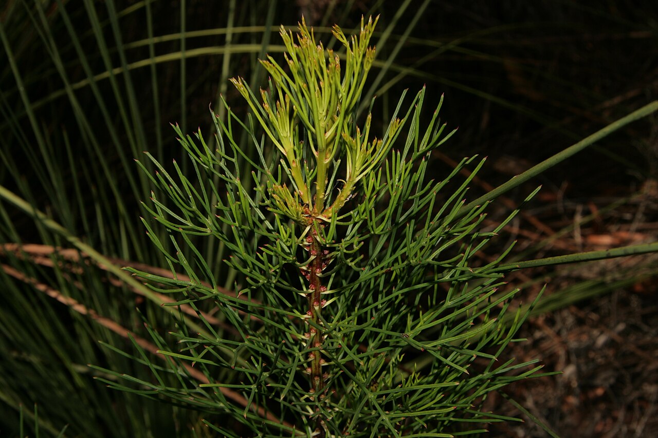 Narrow-leaf drumsticks: Isopogon anethifolius new growth