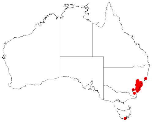Narrow-leaf drumsticks: Isopogon anethifolius Occurrence data downloaded from Australasian Virtual Herbarium on 30 October 2018 from https://doi.org/10.26197/5bd803ef1a55b