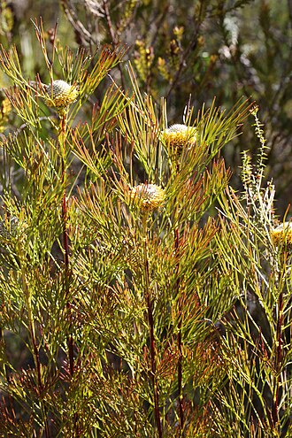 Narrow-leaf drumsticks: Muogamarra Reserve, part of Ku-ring-ai National Park north of Sydney is open for only six weekends a year in spring. This is one of the fabulous wildflowers to