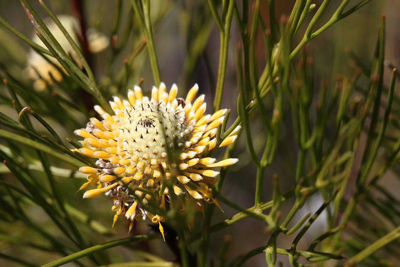 Narrow-leaf drumsticks: Isopogon anethifolius at Muogamarra Reserve, part of Ku-ring-ai National Park north of Sydney