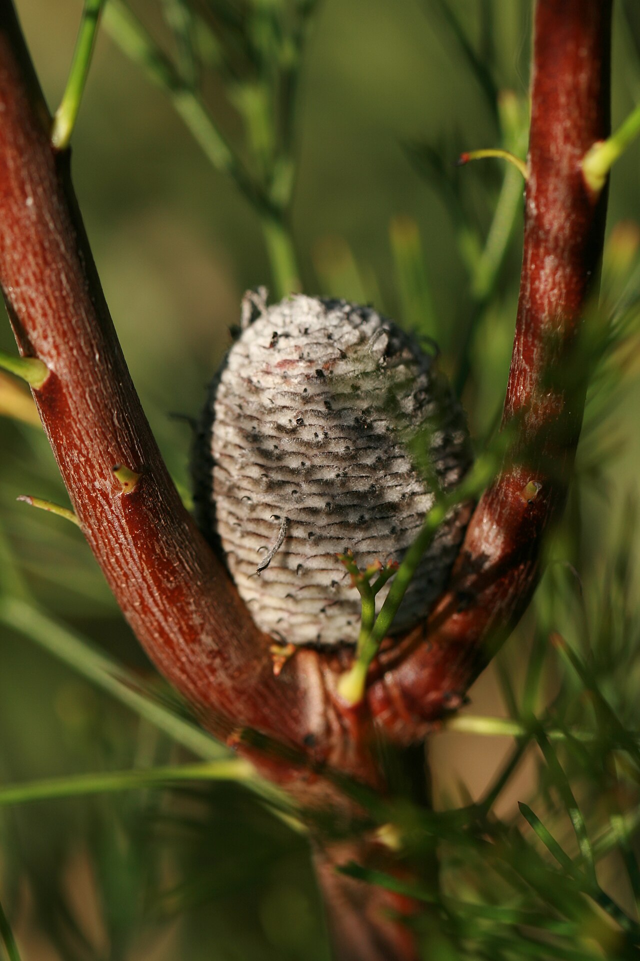 Narrow-leaf drumsticks: Isopogon anethifolius seedpod on Middle Head, Mosman, New South Wales, Australia.