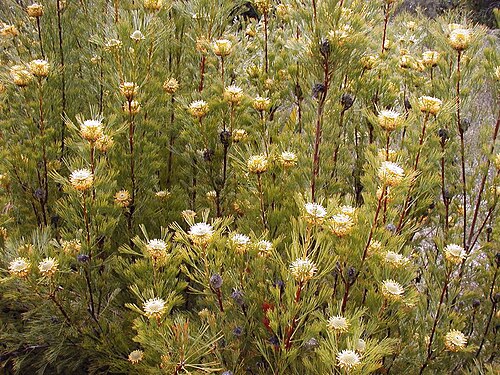 Narrow-leaf drumsticks: Isopogon anethifolius , Maranoa Gardens (Balwyn, Melbourne) - April 2004 photo Cas Liber