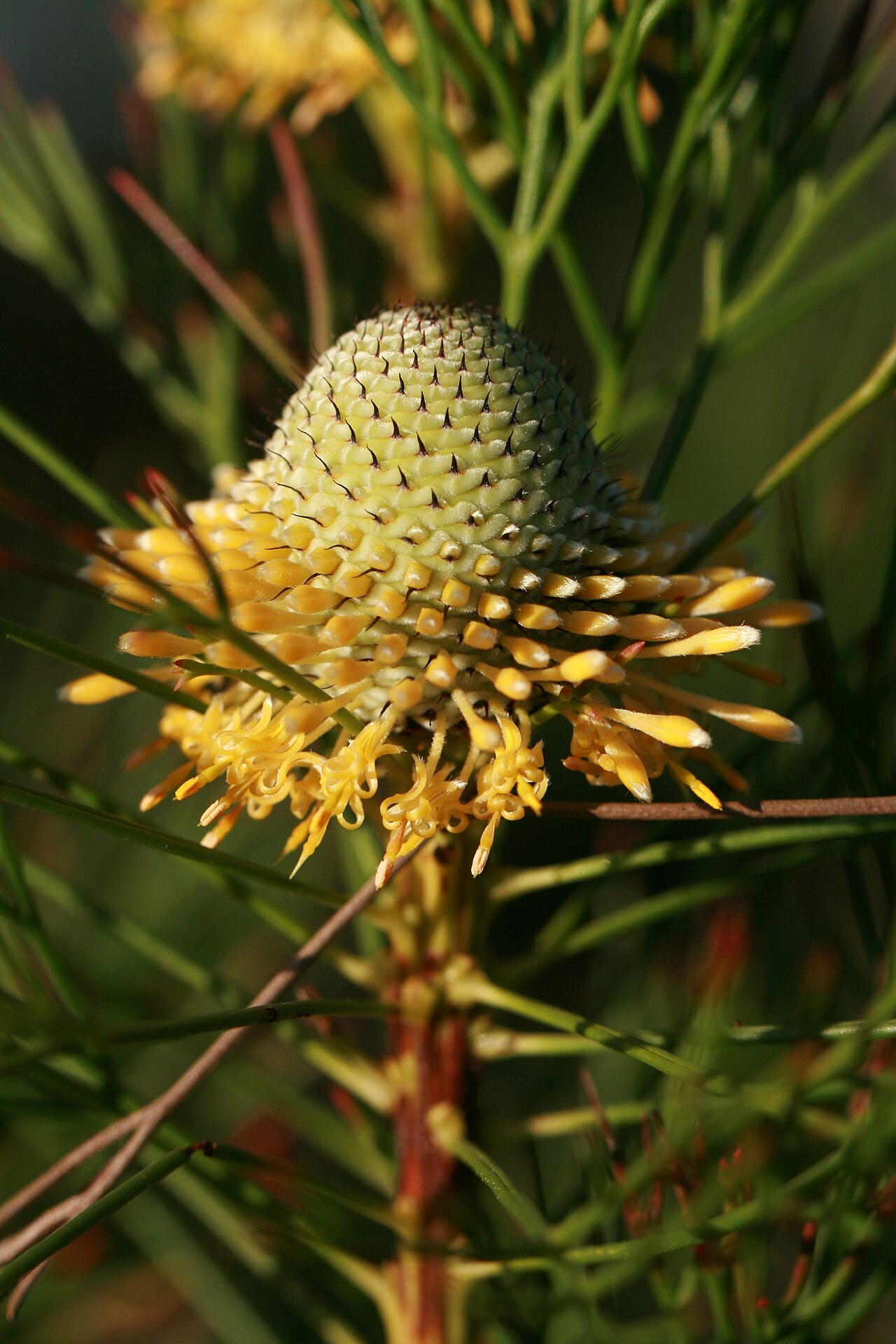 Narrow-leaf drumsticks: Isopogon anethifolius flower on Middle Head, Mosman, New South Wales, Australia.