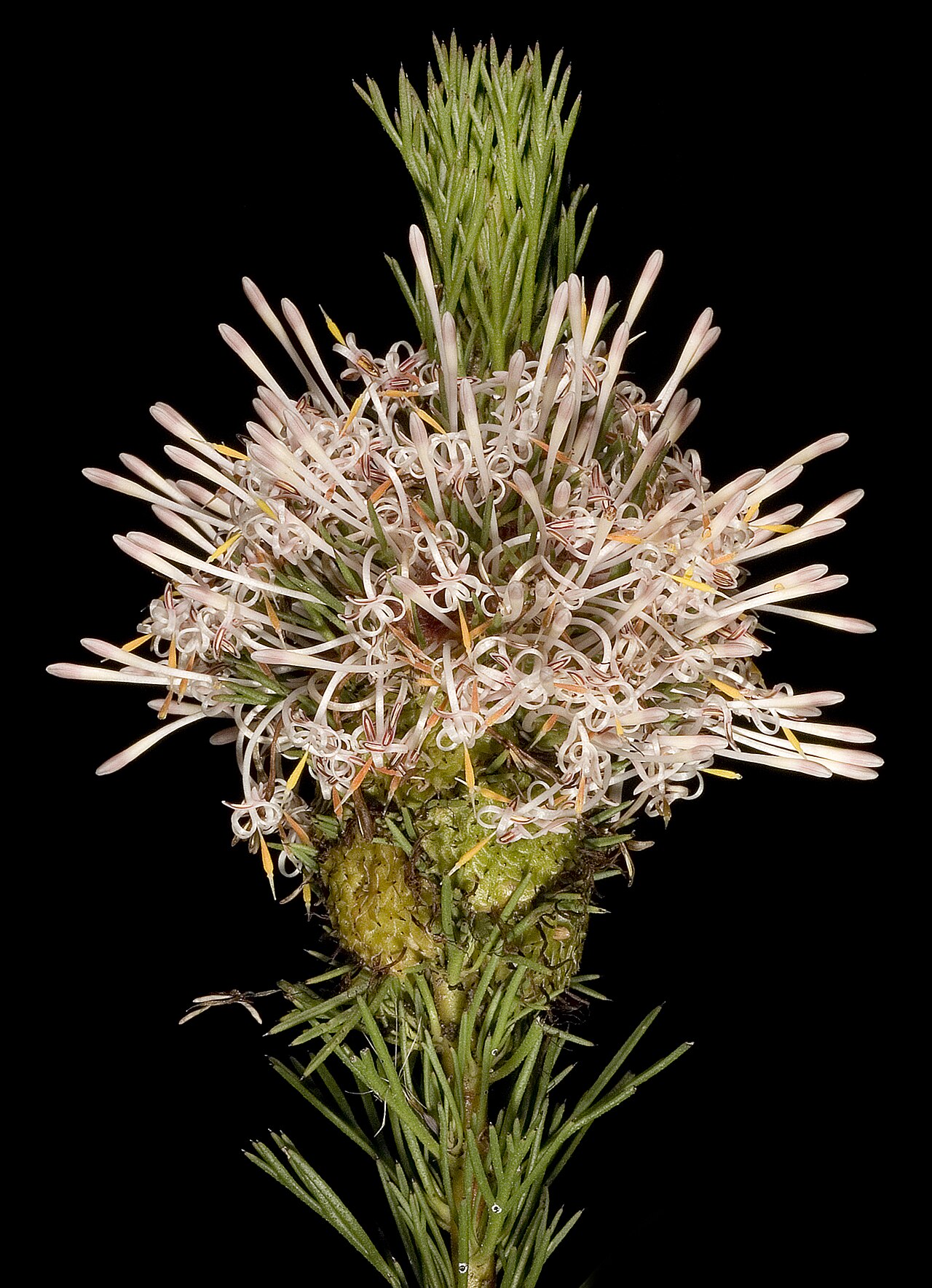Isopogon asper: KRT3791