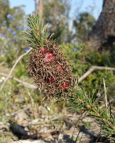 Isopogon asper (Isopogon asper)