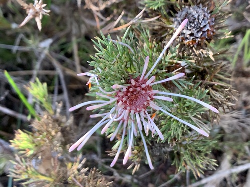 Isopogon asper (Isopogon asper)