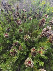 Isopogon asper (Isopogon asper)