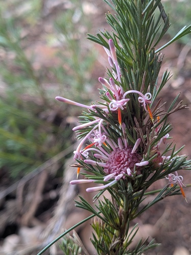 Isopogon asper (Isopogon asper)