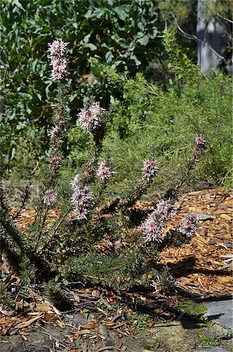 Isopogon asper: Isopogon asper in the Australian National Botanic Gardens