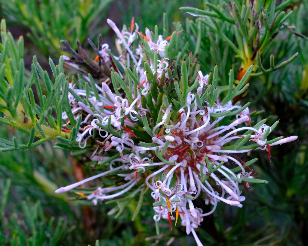 Isopogon asper (Isopogon asper)