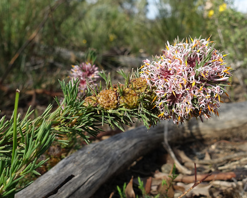 Isopogon asper (Isopogon asper)