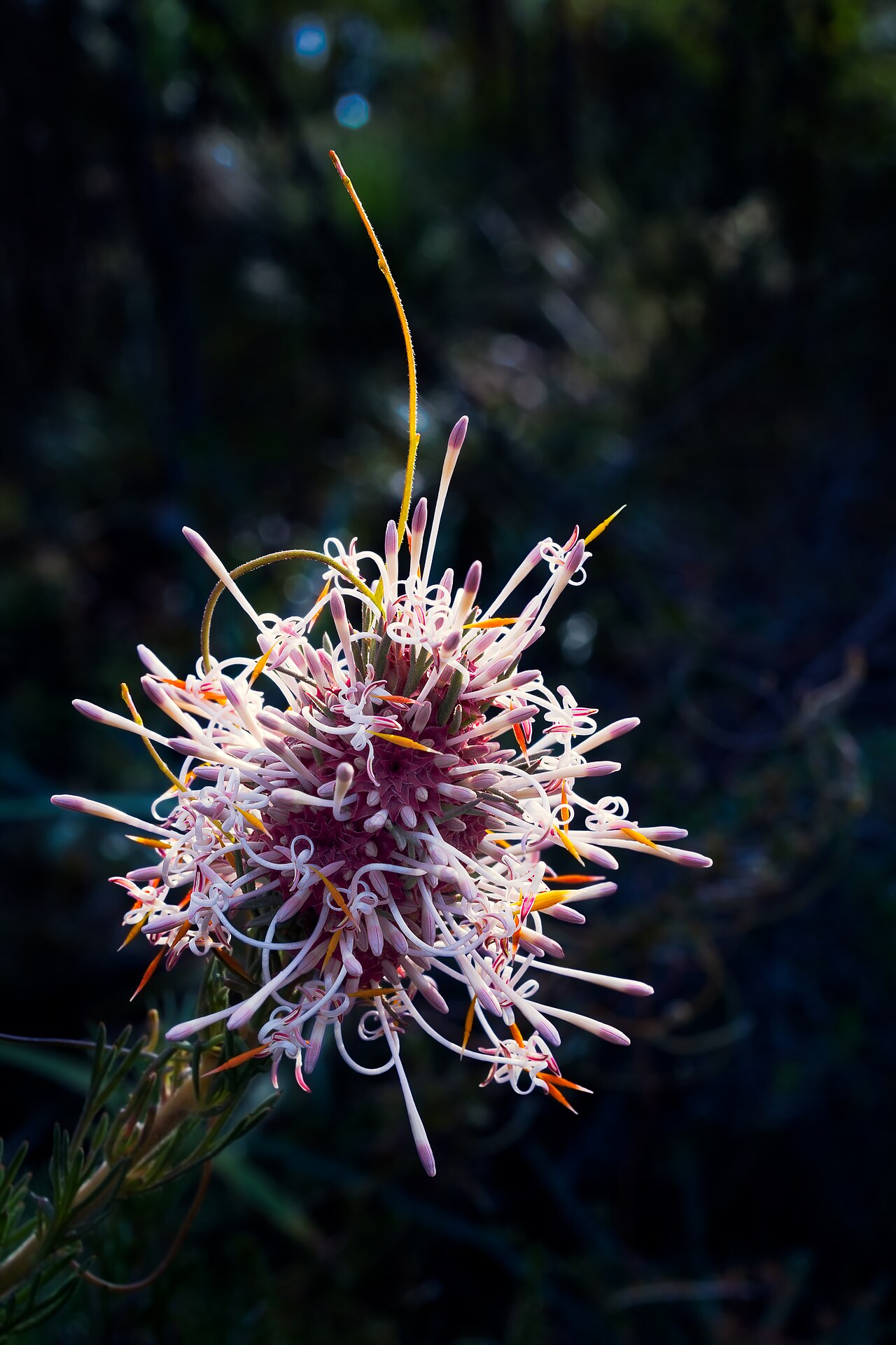 Isopogon asper: The complexity of isopogon asper captivated me the first time I took a closer look at it in John Forrest National Park. My amazement grew even more as I stared