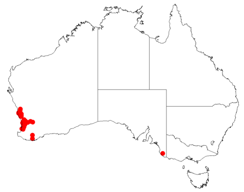Isopogon asper: Isopogon asper Occurrence data downloaded from Australasian Virtual Herbarium on 30 October 2018 from https://doi.org/10.26197/5bd803ef1a55b