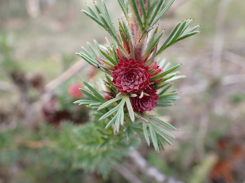 Isopogon asper (Isopogon asper)