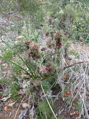 Isopogon asper (Isopogon asper)
