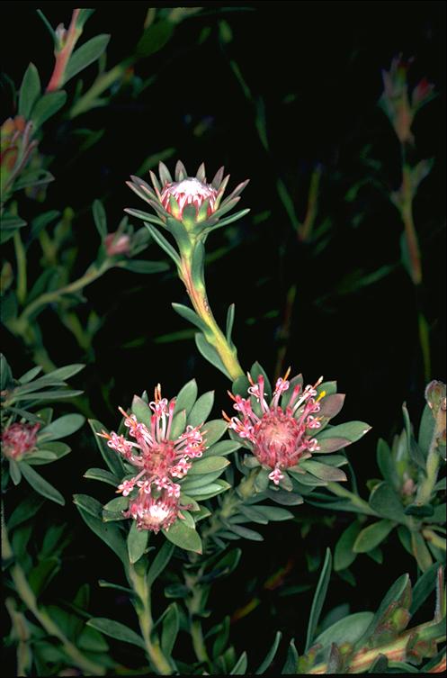 Isopogon buxifolius: Isopogon buxifolius subsp. obovatus in the Australian National Botanic Gardens