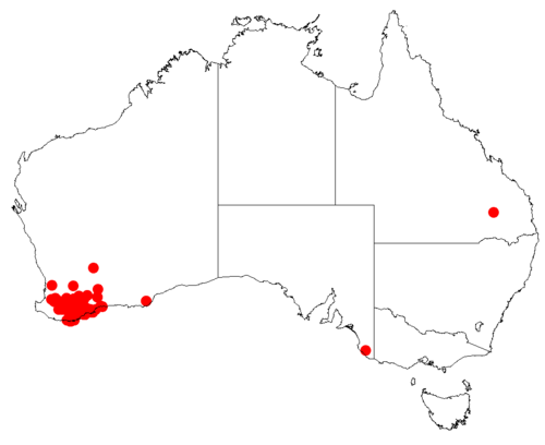 Isopogon buxifolius: Isopogon buxifolius Occurrence data downloaded from Australasian Virtual Herbarium on 30 October 2018 from https://doi.org/10.26197/5bd803ef1a55b