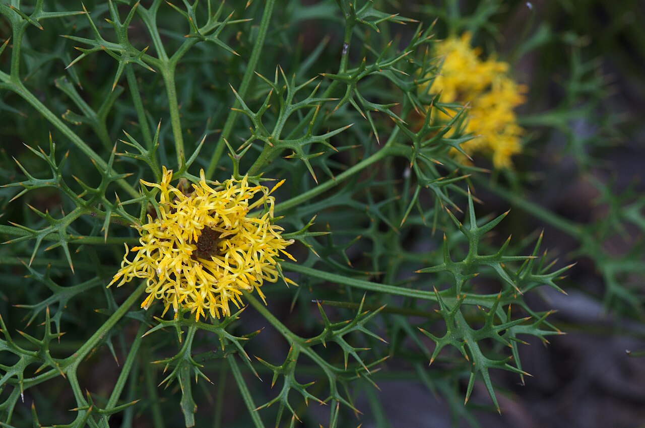 Isopogon ceratophyllus: Species from coastal South Australia and Victoria states, Australia Photographed in southern Victoria