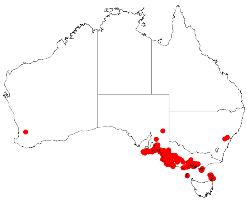 Isopogon ceratophyllus: Isopogon ceratophyllus Occurrence data downloaded from Australasian Virtual Herbarium on 30 October 2018 from https://doi.org/10.26197/5bd803ef1a55b