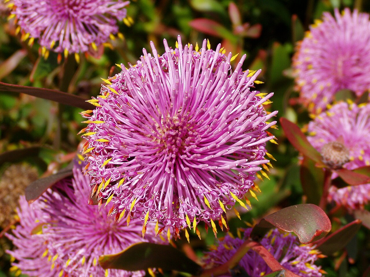Isopogon cuneatus: Description: Coneflower ( Isopogon cuneatus ) - close-up Location: Australian National Botanic Gardens, Canberra, Australian Capital Territory, Australia Date:
