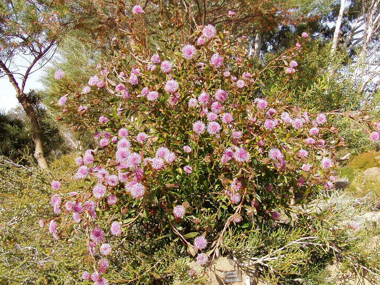 Isopogon cuneatus: Description: Coneflower ( Isopogon cuneatus ) Location: Australian National Botanic Gardens, Canberra, Australian Capital Territory, Australia Date: 2005-09-21