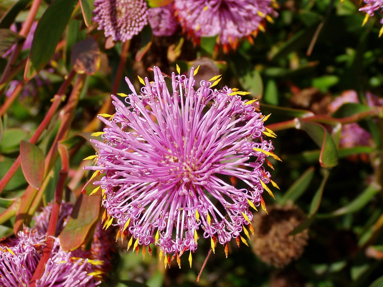 Isopogon cuneatus: Description: Coneflower ( Isopogon cuneatus ) - close-up Location: Australian National Botanic Gardens, Canberra, Australian Capital Territory, Australia Date: