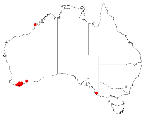 Isopogon cuneatus: Isopogon cuneatus Occurrence data downloaded from Australasian Virtual Herbarium on 30 October 2018 from https://doi.org/10.26197/5bd803ef1a55b