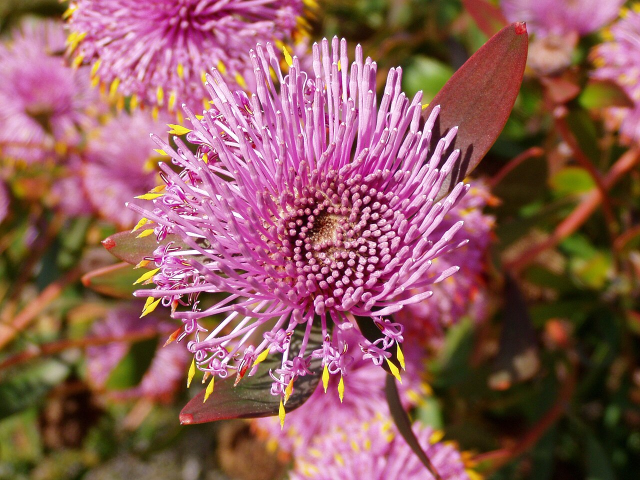 Isopogon cuneatus: Description: Coneflower ( Isopogon cuneatus ) - close-up Location: Australian National Botanic Gardens, Canberra, Australian Capital Territory, Australia Date: