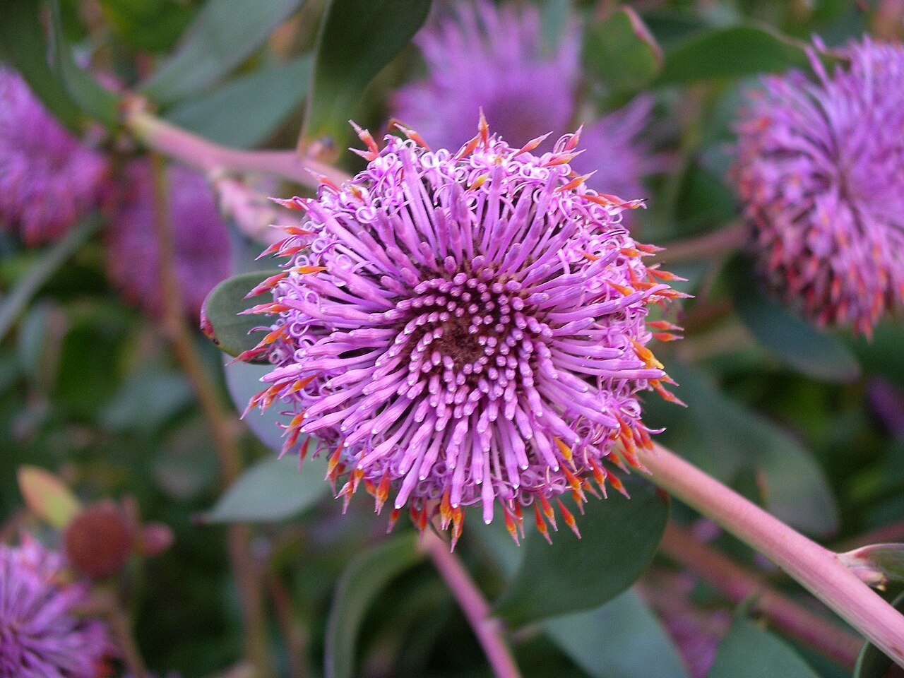 Isopogon cuneatus (Isopogon cuneatus)
