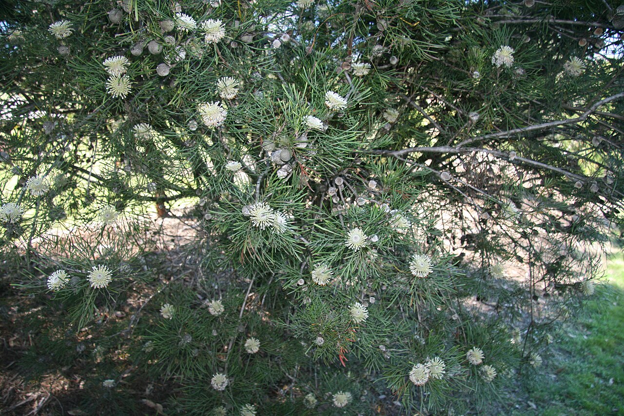 Isopogon dawsonii: Isopogon dawsonii, Mt Annan BG