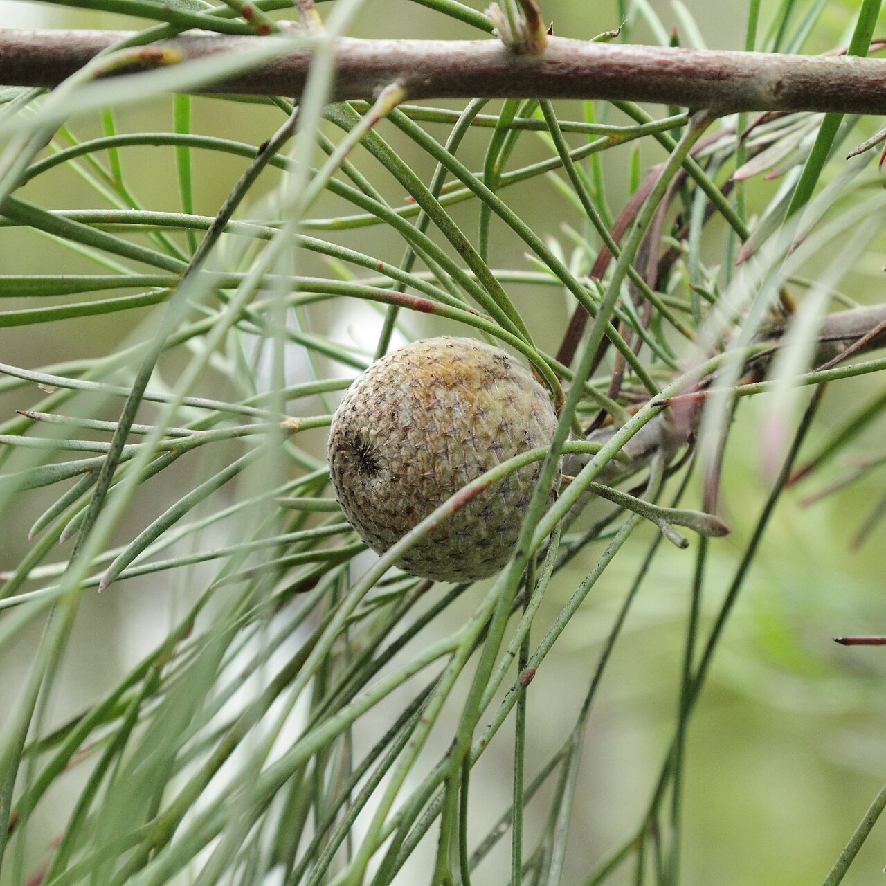 Isopogon dawsonii: Isopogon dawsonii identified by the label at Kew Gardens .