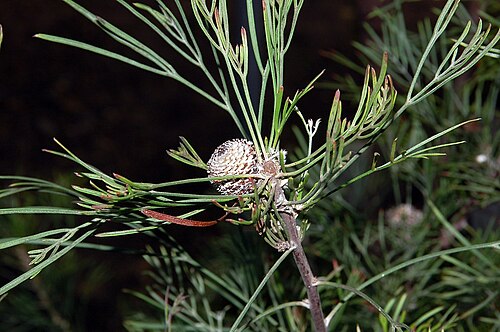 Isopogon dawsonii: Isopogon dawsonii , known from Australia, NSW, photographed in the Botanical Garden Berlin, Germany